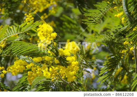 含羞草花盛開的風景 86612208