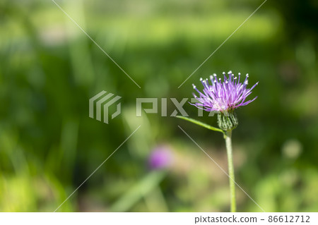 薊 薊 86612712
