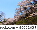 Cherry blossom scenery around Akiu Forest Sports Park, Akiumachi, Taihaku-ku, Sendai City, Miyagi Prefecture 86612835