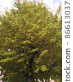 彩色的銀杏樹 86613037