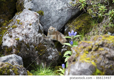 皮卡丘兔 皮卡丘兔 86613497