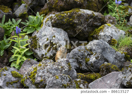 皮卡丘兔 皮卡丘兔 86613527