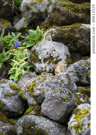 皮卡丘兔 86613529