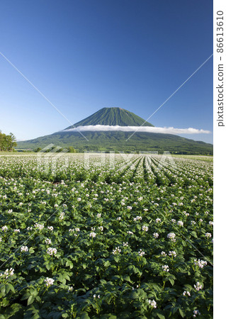 Potato field Potato field 86613610
