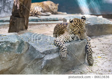 The leopard tiger is rest in rock garden The leopard tiger is rest in rock garden 86613636