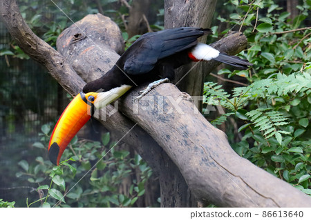 The toco toucan bird on the wood tree 86613640