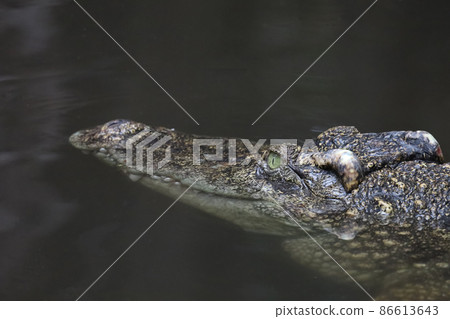 Close up head crocodile is show head in river 86613643