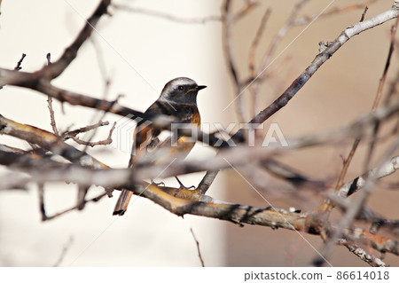 Wild bird Jawitaki 86614018