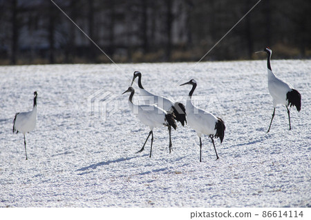 Dandoral cranes 86614114