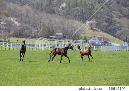 Thoroughbred 86614191