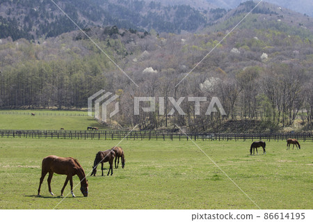 Thoroughbred 86614195