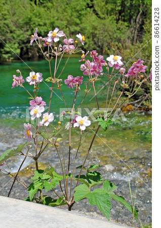 Anemone rivulari, anemone genus Anemone rivulari, which blooms in Jiuzhaigou, northern Sichuan, China 86614228