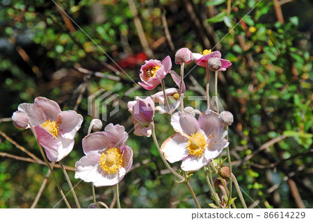 Anemone rivulari, anemone genus Anemone rivulari, which blooms in Jiuzhaigou, northern Sichuan, China 86614229