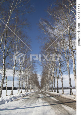  White birch trees 86614335
