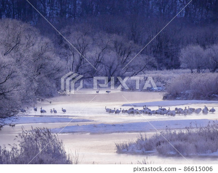 丹頂鶴1個 86615006