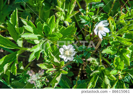 Anemone rivulari, anemone genus Anemone rivulari, which blooms at the mouth of Mt. 86615061