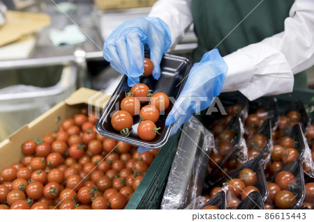 A female employee packing mini tomatoes at a supermarket 86615443