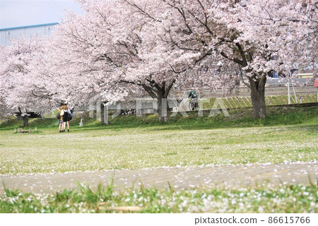 Speaking of spring, it's the cherry blossoms in full bloom. 86615766