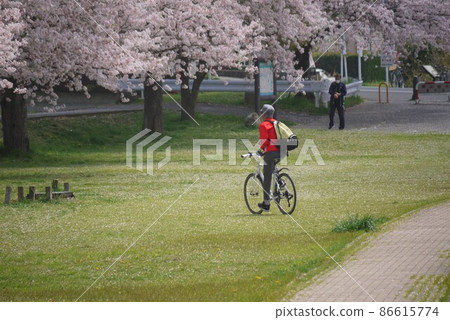 Speaking of spring, it's the cherry blossoms in full bloom. Speaking of spring, it's the cherry blossoms in full bloom. 86615774