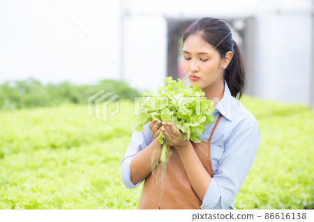 Young asian woman working in hydroponic system vegetables organic lettuce farm. Young asian woman working in hydroponic system vegetables organic lettuce farm. 86616138