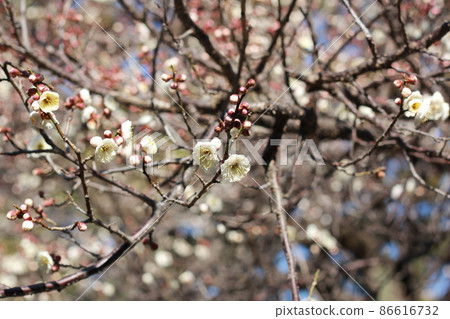 plum plum 86616732