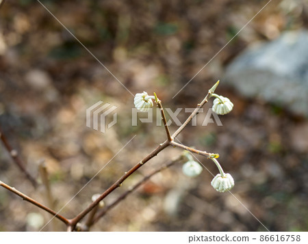 Mitsumata buds blooming in the mountains 86616758