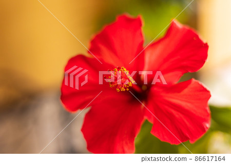 South Island Hibiscus South Island Hibiscus 86617164