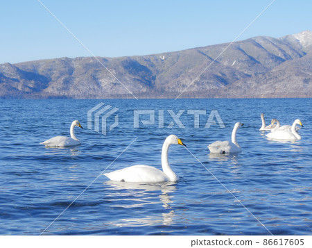 Whooper Swan 1 Lake Kussharo 86617605