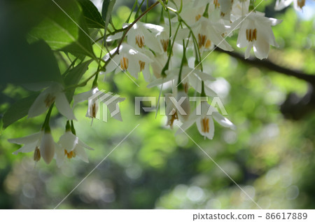 Flowers taken in May 86617889
