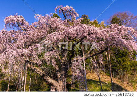 [Fukushima Prefecture] Koriyama City, Beniedari Jizo Sakura Sakura, April 86618736