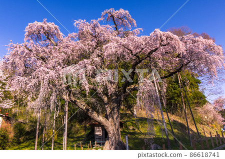 [Fukushima Prefecture] Koriyama City, Beniedari Jizo Sakura Sakura, April 86618741