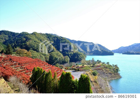 宮瀨湖的紅葉和石竹梯田[11月相模原市築井] 86619301