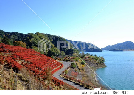 宮瀨湖的紅葉和石竹梯田[11月相模原市築井] 86619303