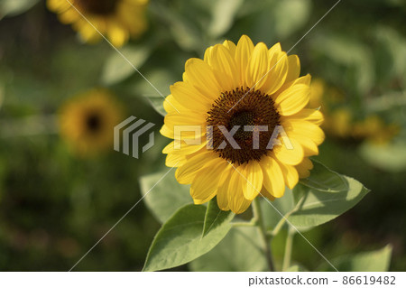 close up Sunflower natural background, Sunflower blooming. field of blooming sunflowers. close up Sunflower natural background, Sunflower blooming. field of blooming sunflowers. 86619482