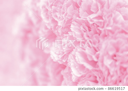 Selective focus Beautiful Pink flowers background . abstract soft sweet pink flower background .Beautiful pink roses flower blossom flower background design floral . valentine's day backgroud Selective focus Beautiful Pink flowers background . abstract soft sweet pink flower background .Beautiful pink roses flower blossom flower background design floral . valentine's day backgroud 86619517