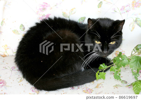 black cat 86619697