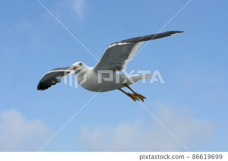 flying gull  (Larus argentatus) 86619699