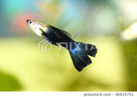 Guppy (Poecilia reticulata) Guppy (Poecilia reticulata) 86619701