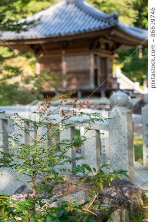 [Shizuoka Prefecture] Hattasan Sonei-ji Temple 86619746