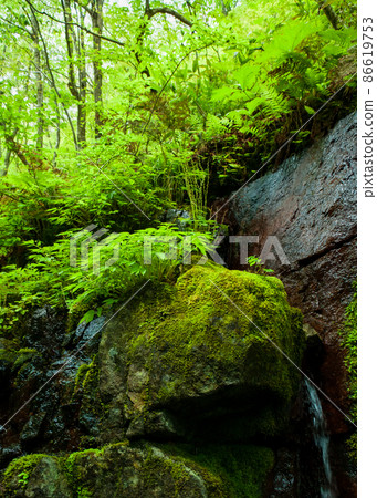 It is a fresh green landscape along the valley of Oku-Tami Gorge. Please enjoy the contrast between the rock surface and the fresh green. Shimane Prefecture It is a fresh green landscape along the valley of Oku-Tami Gorge. Please enjoy the contrast between the rock surface and the fresh green. Shimane Prefecture 86619753
