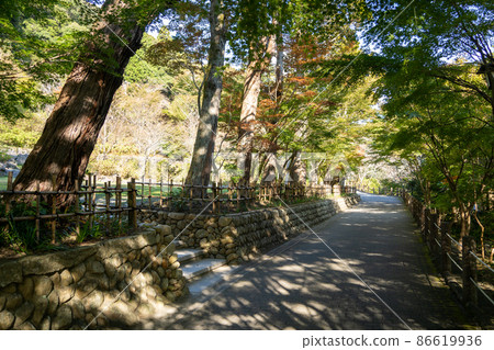 [Shizuoka Prefecture] Hattasan Sonei-ji Temple 86619936