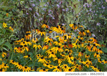 cone-flower (echinacea) cone-flower (echinacea) 86620031