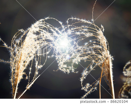 日本蒲葦的死穗在光照下閃閃發光 日本蒲葦的死穗在光照下閃閃發光 86620104