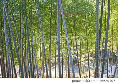 青竹筆直生長的竹林 86620107