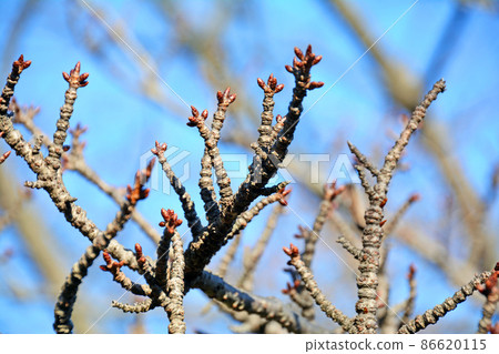 Rugged branches before flowering of the tiger tail of the eastern cherry Rugged branches before flowering of the tiger tail of the eastern cherry 86620115