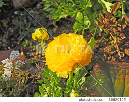 毛茛科黃色重瓣毛茛花 86620125