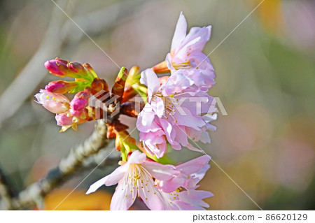 白山石斑櫻花開著可愛的淺紅色花朵 86620129