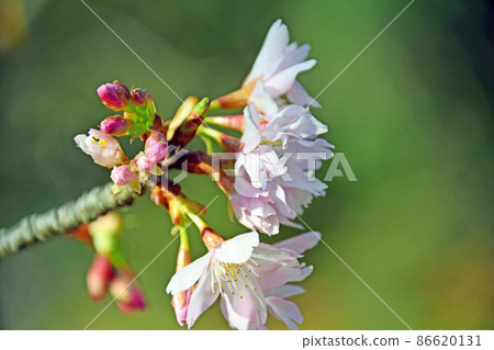 白山石斑櫻花開著可愛的淺紅色花朵 86620131