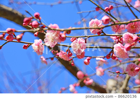 早春盛開的粉紅色梅花和藍天 早春盛開的粉紅色梅花和藍天 86620136
