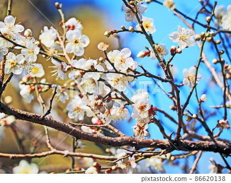 White plum blossoms of deciduous trees that bloomed in early spring White plum blossoms of deciduous trees that bloomed in early spring 86620138